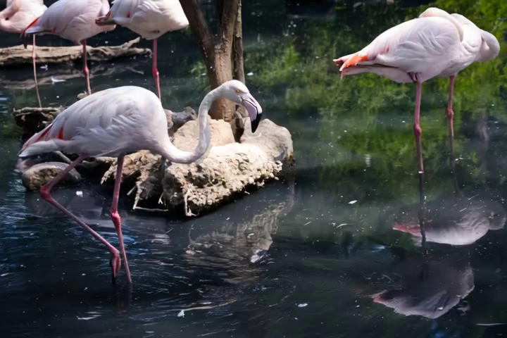 Translation target flamingo