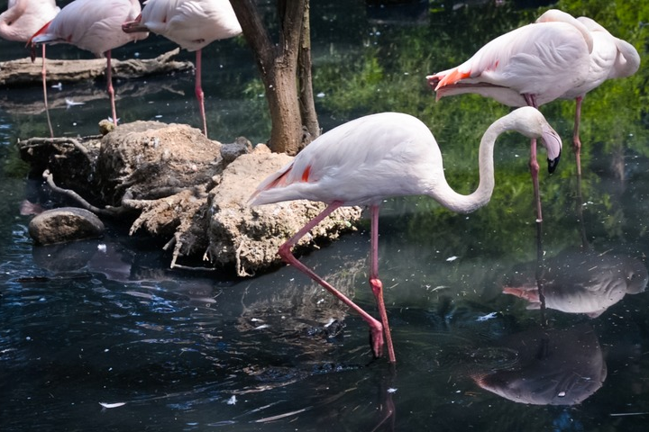 Translation original flamingo