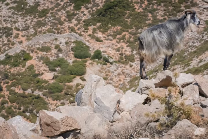 Translation target goat case1